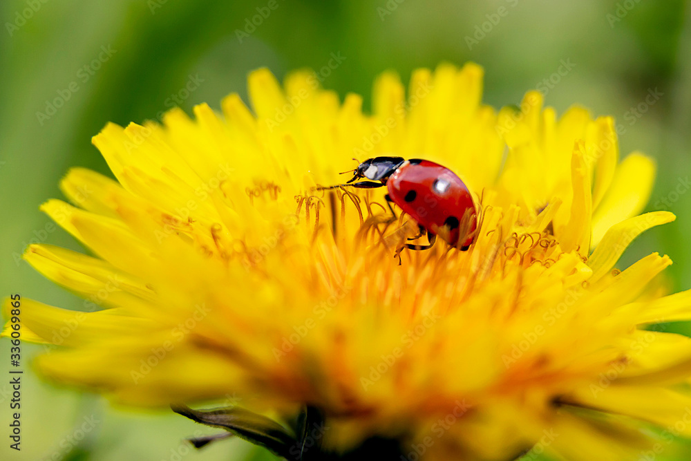 a small ladybug crawls on a dandelion a small ladybug crawls on a dandelion