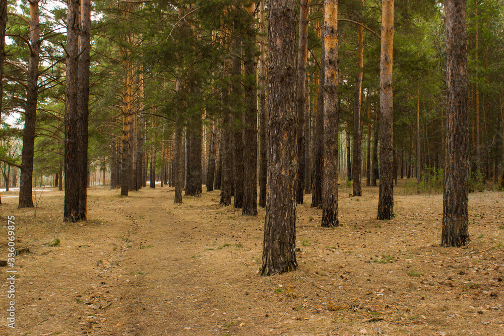 Fototapeta premium forest in early spring in cloudy weather