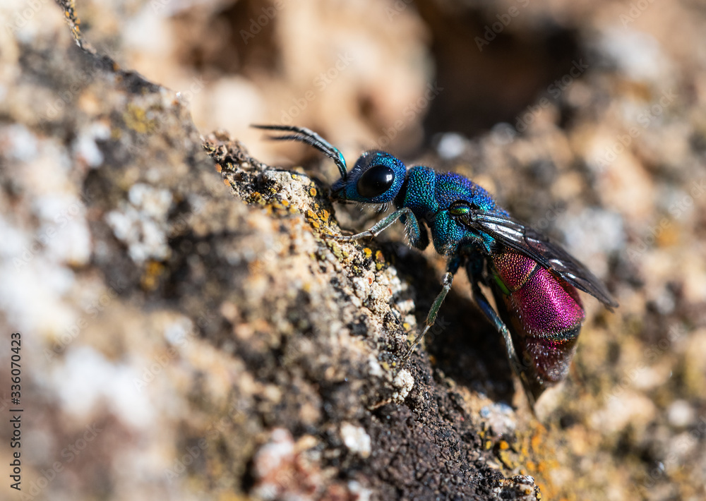 A colorful Cuckoo wasp (Chrysididae) on a rock. A colorful Cuckoo wasp (Chrysididae) on a rock.