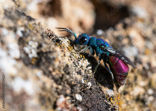 A colorful Cuckoo wasp (Chrysididae) on a rock. © Ana Dracaena