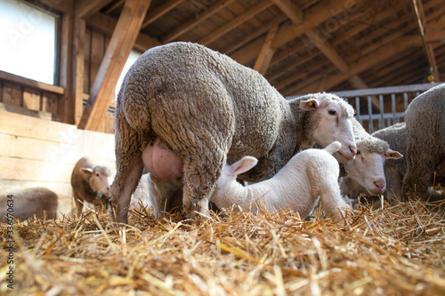 Fotografía Photo of ewe sheep breastfeeding lamb