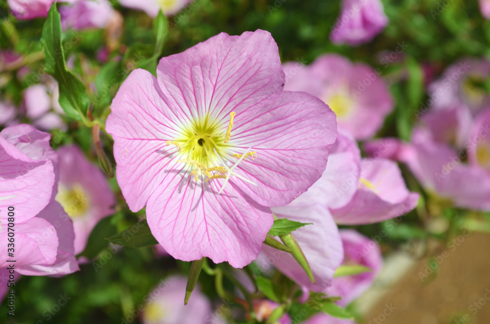 Close up of Blooming Pink Evening Primrose Flowers Close up of Blooming Pink Evening Primrose Flowers