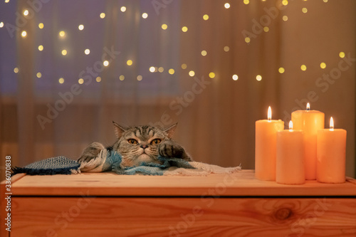 Scottish cat at home in the evening by candlelight