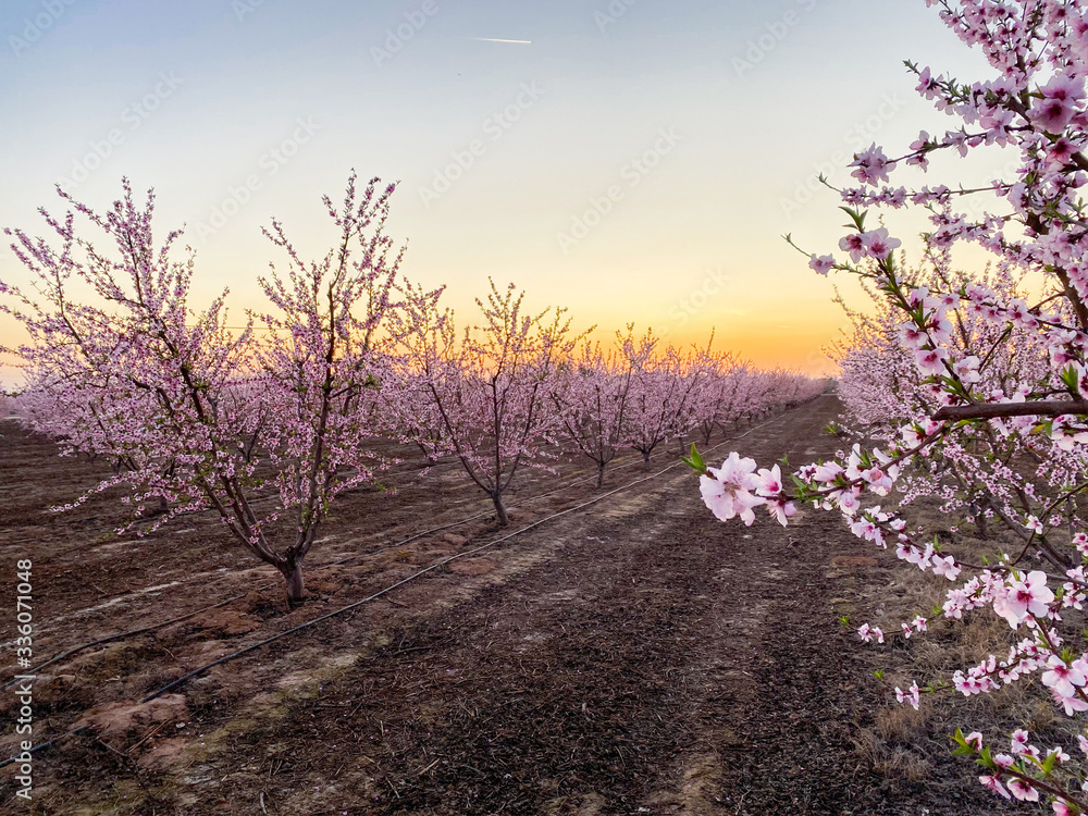 Pink plum flower blossoms at sunset on Blossom Trail in Central Valley, California, with copy space Pink plum flower blossoms at sunset on Blossom Trail in Central Valley, California, with copy space