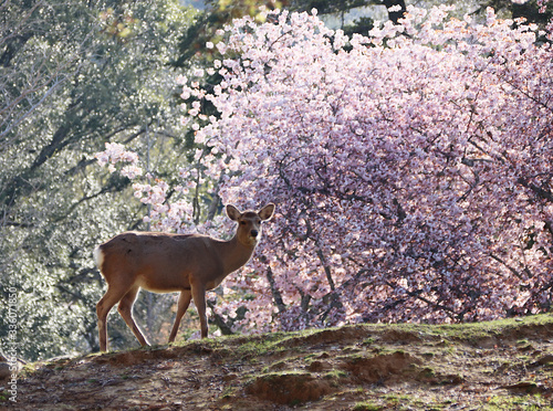 Cute Japanese shika (deer) with cherry blossom background