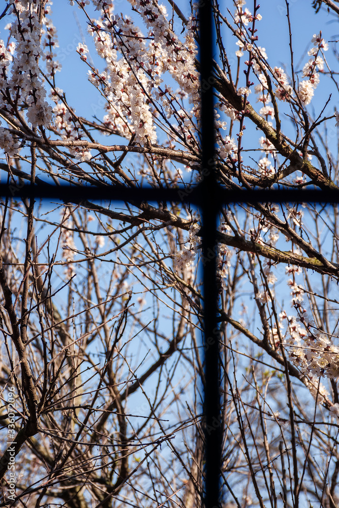 Obraz premium view out of the window. quarantine concept. covid-19 spring blossom banned, stay home