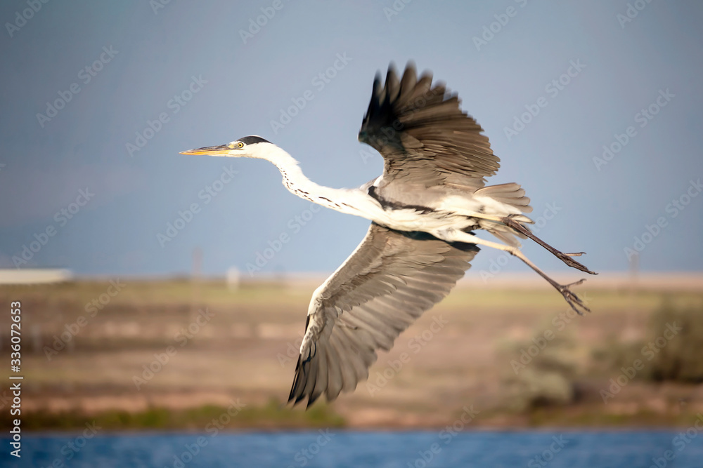 Obraz premium bird crane fly in the sky with wide spread wings
