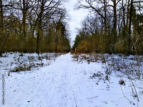 snowy winter forest in cloudy day