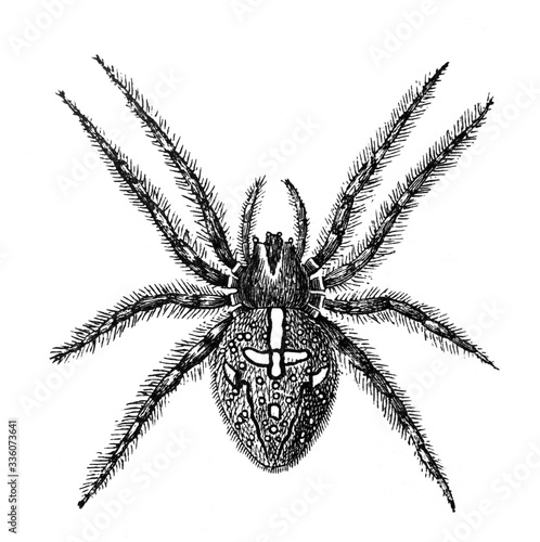 European Garden Spider (Epeira diademata) / Antique engraved illustration from Brockhaus Konversations-Lexikon 1908