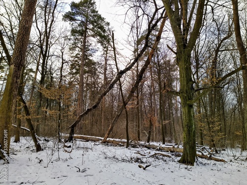 Fototapeta Naklejka Na Ścianę i Meble -  snowy winter forest in cloudy day