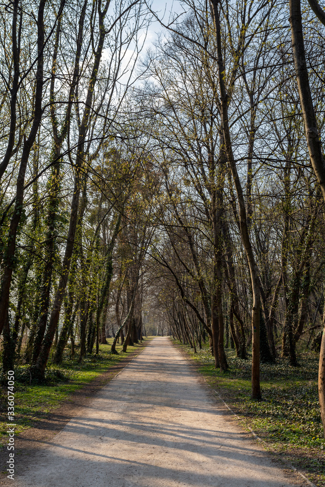 Fototapeta premium Walking path in the english garden of Tata, Hungary