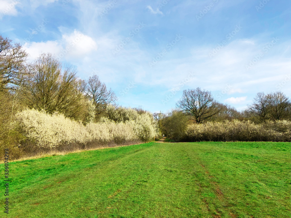 Field with Blackthorn blossom trees background in the English springtime. Epping forest Field with Blackthorn blossom trees background in the English springtime. Epping forest
