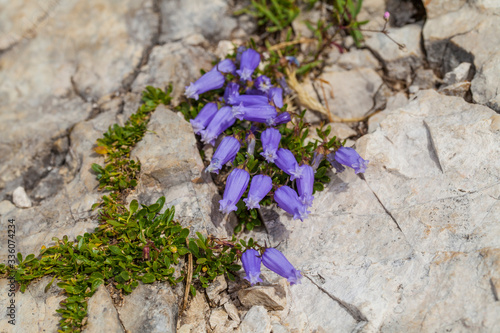 campanilla de Zois (Campanula zoysii). Alpes Julianos, Parque Nacional del Triglav, Eslovenia, Europa photo