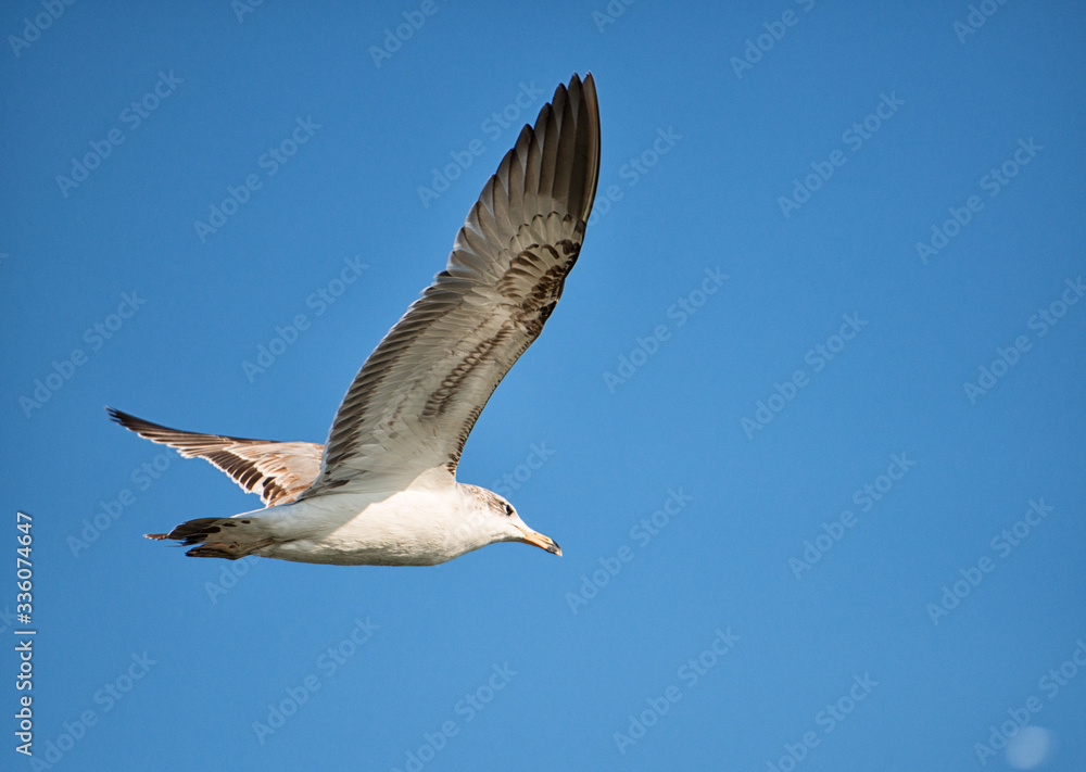 seagull in flight seagull in flight