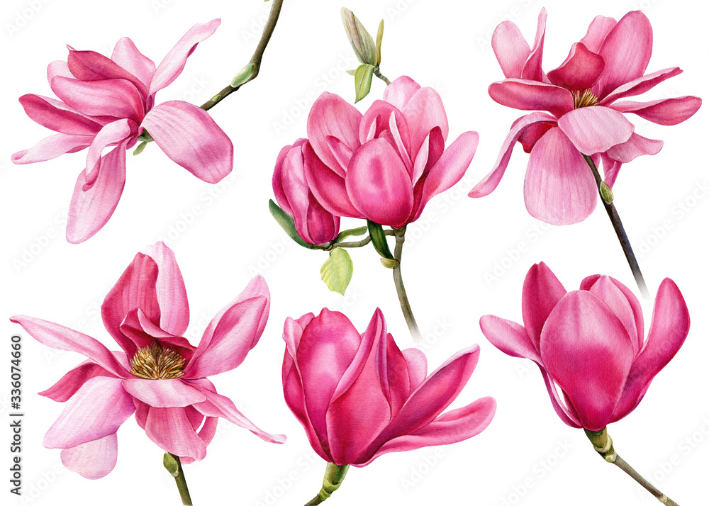 watercolor flowers, set of pink magnolia on an isolated white background, cards