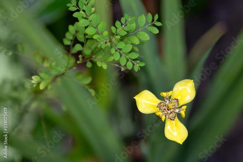 Yellow walking Iris near Kuranda in Tropical Nort Queensland, Australia photo