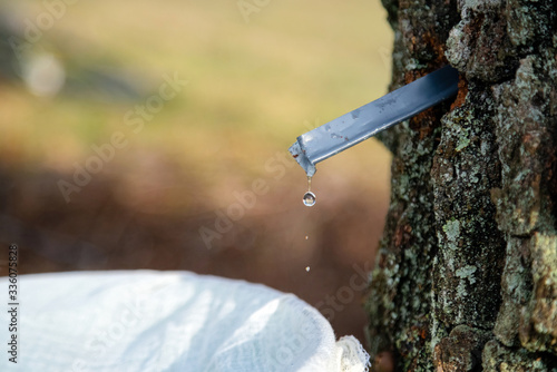 Close up of birch sap dripping into a bucket. Collecting silver birch juice in nature. Rural tradition