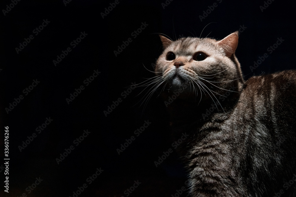 Scottish cat on a dark background Scottish cat on a dark background