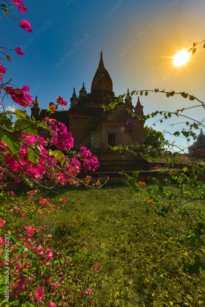 Bagan Myanmar Bougainvillea flowers and beautiful Stupa 