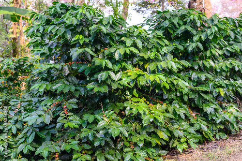 Coffea tree in coffee plantation in agriculture farm on Doi Chang  Chiang Rai province of Thailand. Coffea tree is a flowering plants whose seeds  called coffee beans  used to make various beverage.