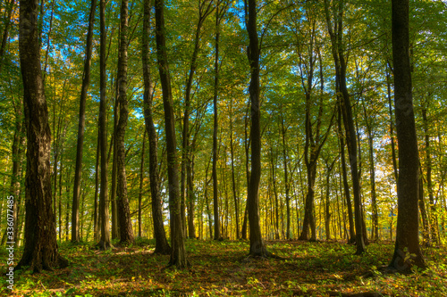 Green deciduous forest. Masuria, Poland.