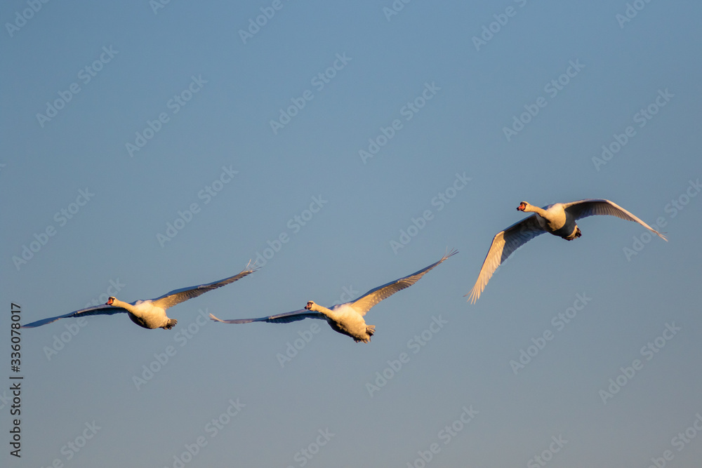 Swans in flight