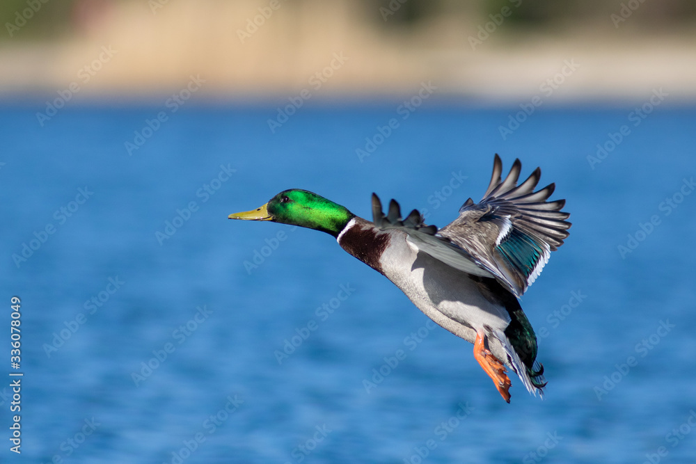 Duck in flight