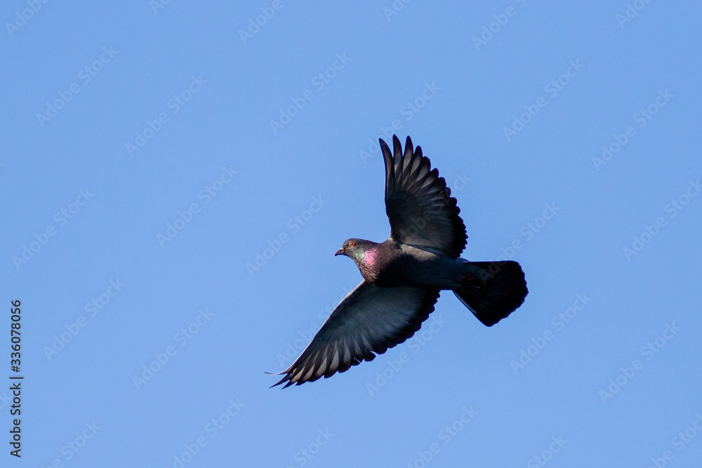 Pigeon in flight