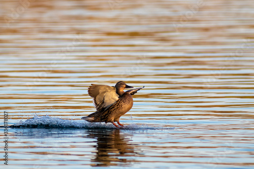 Obraz na płótnie Duck landing at water w salonie