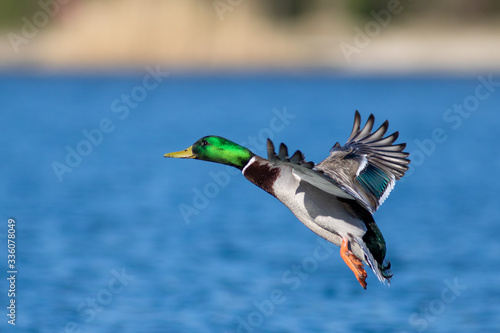 Obraz na płótnie Duck in flight w salonie