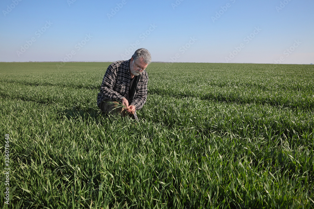 Farmer in green wheat field in spring examining plants