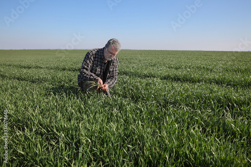 Farmer in green wheat field in spring examining plants