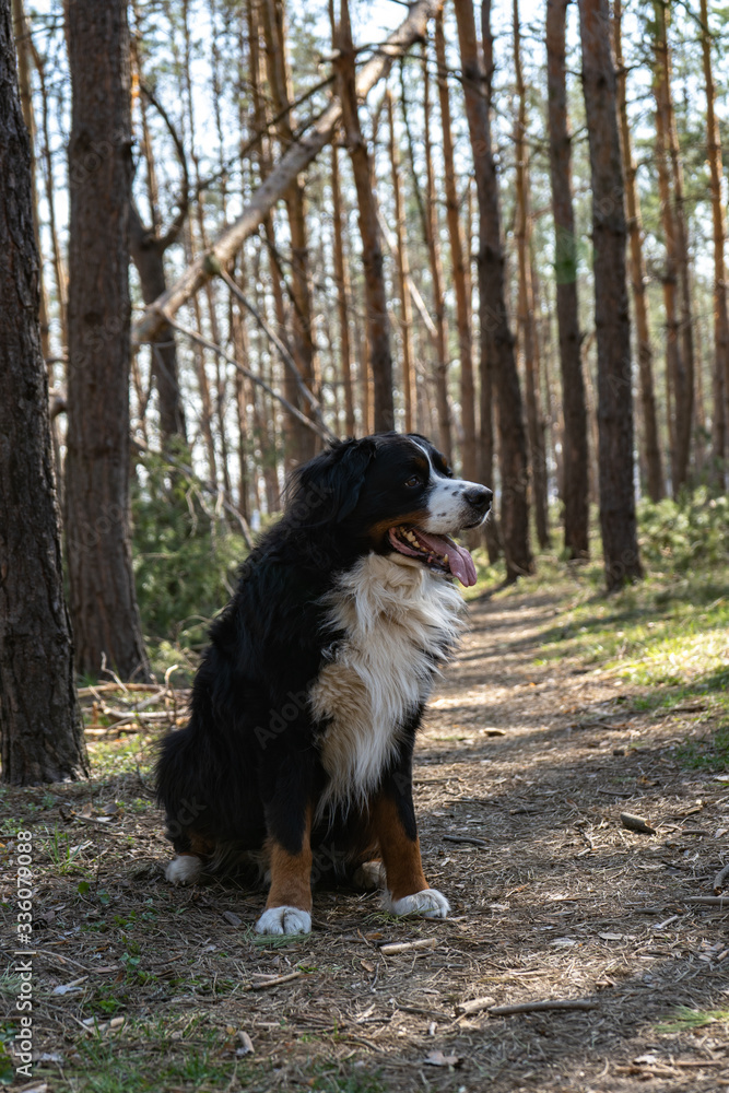 Fototapeta premium Happy Bernese mountain dog walking in the pine forest on string sunny day