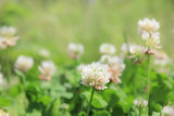 White flower of Clover in the meadow