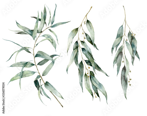 Fototapeta Watercolor summer set with flowering eucalyptus