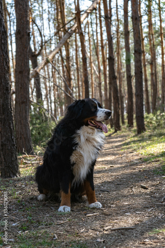 Fototapeta Naklejka Na Ścianę i Meble -  Happy Bernese mountain dog walking in the pine forest on string sunny day
