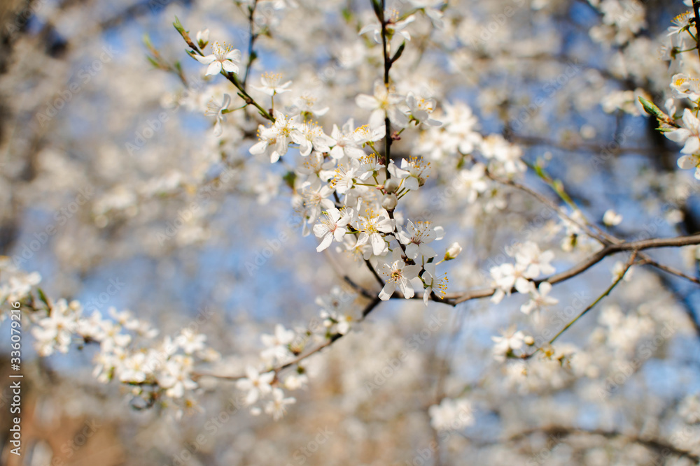 .flowering tree cherry plum spring nectar pollen blossoms tree fruit white flowers