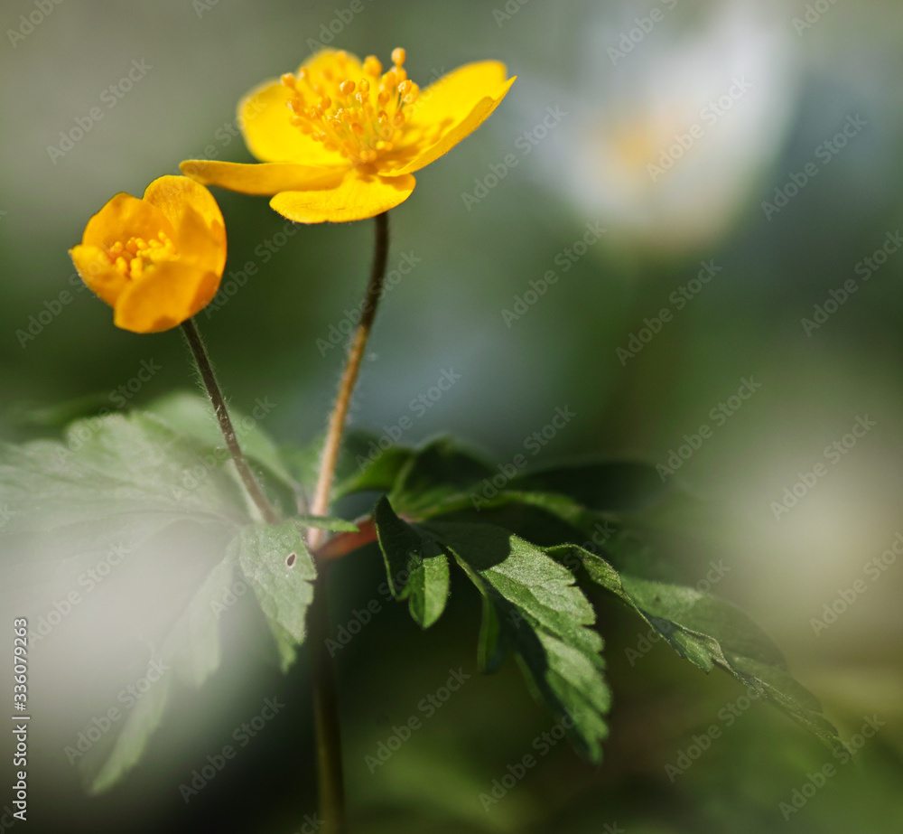 Close up of a right yellow anemone ranunculoides (yellow anemone, yellow wood anemone, buttercup anemone) flower Close up of a right yellow anemone ranunculoides (yellow anemone, yellow wood anemone, buttercup anemone) flower