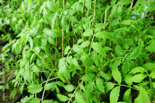 Tomato plants in the early stages of growth..Young plants are grown in the house