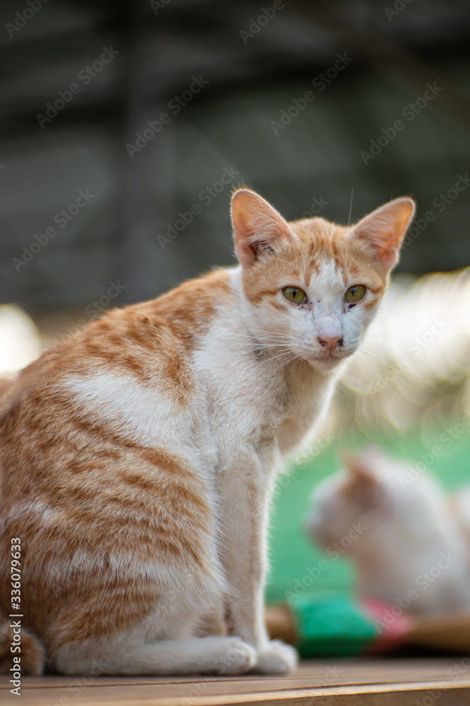Portrait of white cat with orange spot looking, close up Thai cat