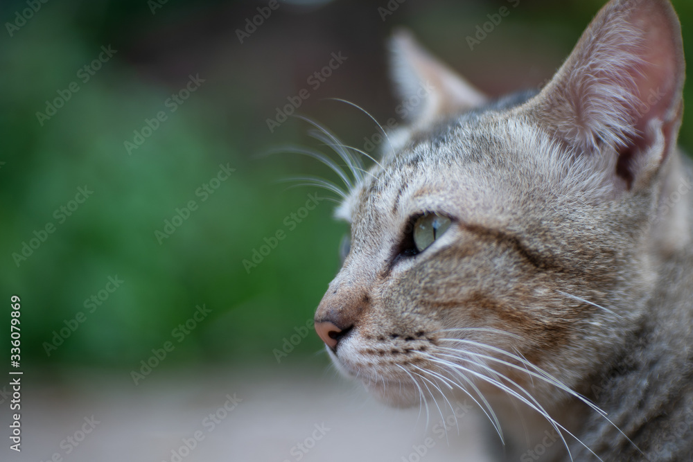 Close up striped cat, close up Thai cat, close relax cat Close up striped cat, close up Thai cat, close relax cat