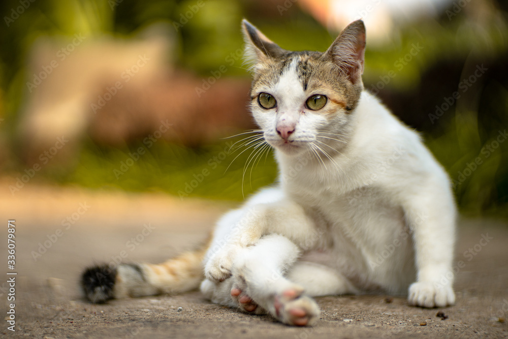 Portrait of white cat lay on the floor, close up Thai cat