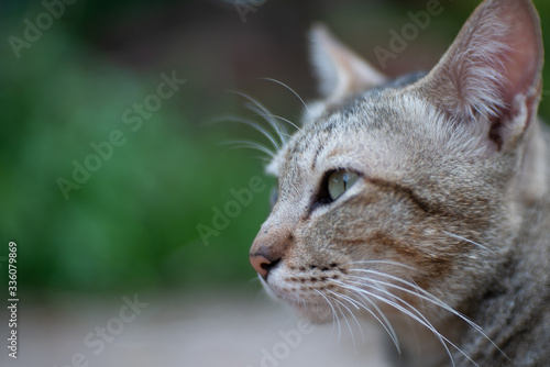 Close up striped cat, close up Thai cat, close relax cat