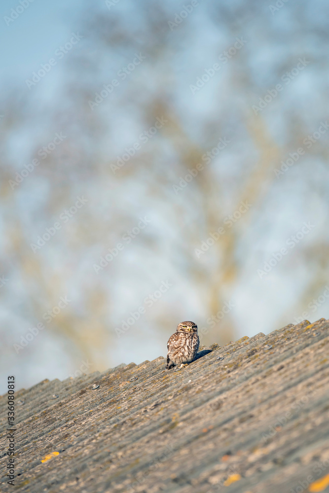 Fototapeta premium Little owl on roof of barn.