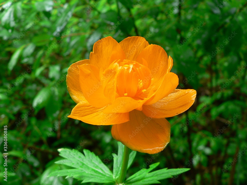 Orange flower in the spring garden. Globeflower Orange flower in the spring garden. Globeflower