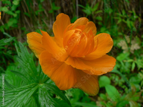 Orange flower in the spring garden. Globeflower