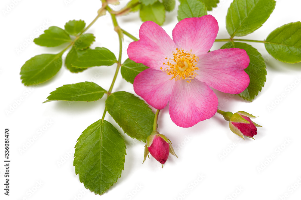 Naklejka premium Dog roses