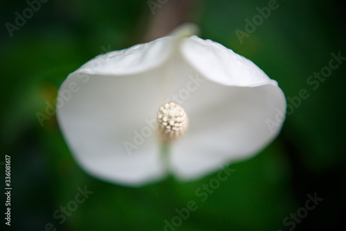 Exotic plants and flowers in botanical garden in close up photo