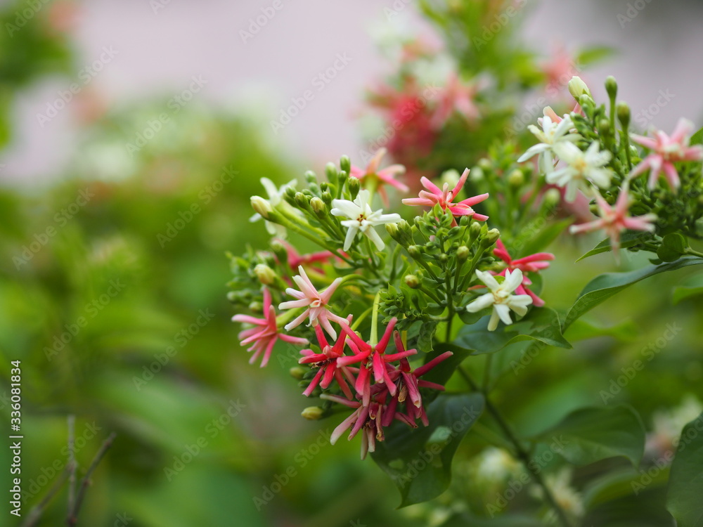 Rangoon Creeper, Chinese honey Suckle, Drunen sailor, Combretum indicum DeFilipps name pink and white flower blooming in garden on blurred of nature background Rangoon Creeper, Chinese honey Suckle, Drunen sailor, Combretum indicum DeFilipps name pink and white flower blooming in garden on blurred of nature background