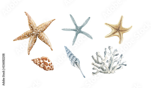 Set of watercolor illustrations in a marine style. corals, shells and mollusks on a white background